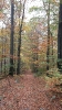 Viermünden Herbststimmung auf dem Oberlinsperweg bei Bromskirchen